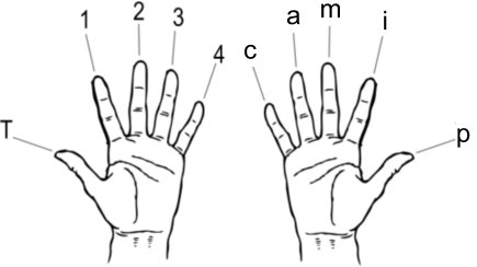 The name of the fingers